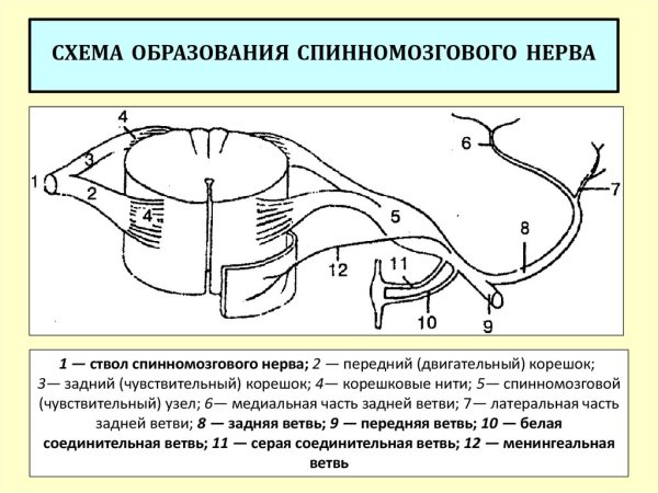 Схема формирования спинномозгового нерва