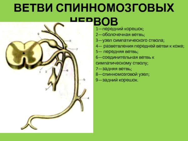 Образование и ветви спинномозгового нерва (схема):