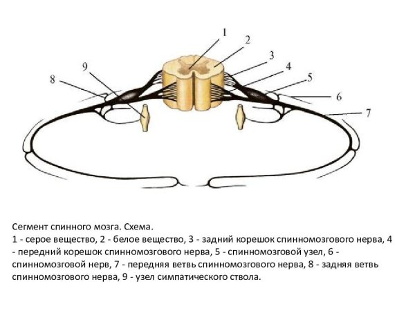 Анатомия сегмент спинного мозга схема