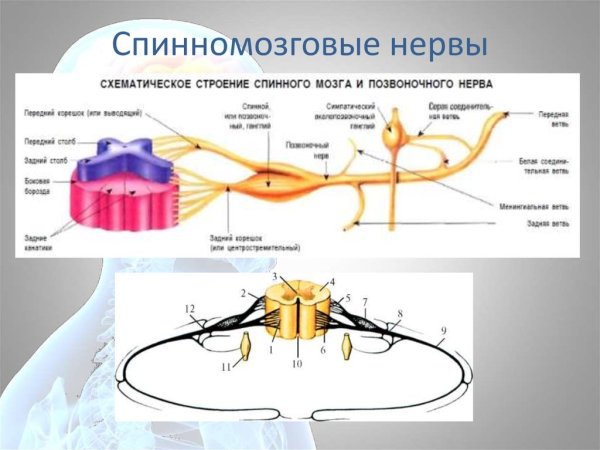 Строение спинномозгового нерва