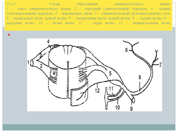 Схема образования спинномозгового нерва