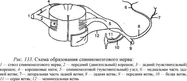 Ветви спинномозгового нерва схема