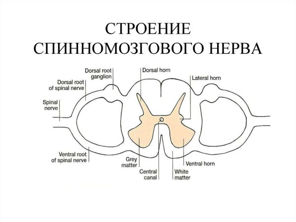 Схема образования спинномозгового нерва