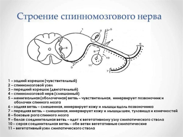 Схема образования спинномозгового нерва
