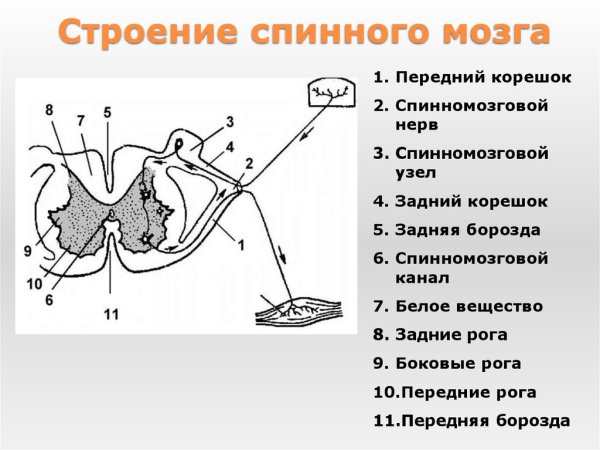 Строение нейронов спинномозгового узла