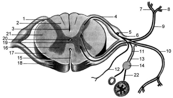 Схема поперечного разреза спинного мозга