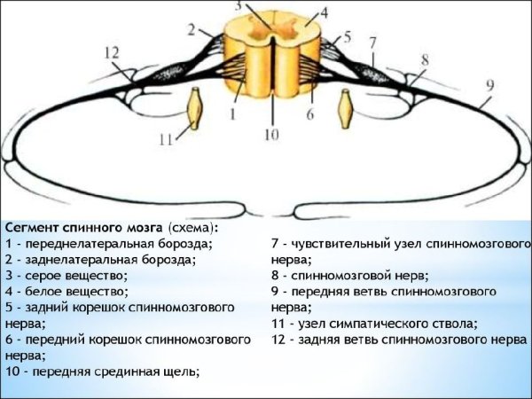 Спинальный ганглий схема