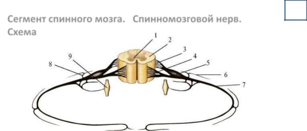Образование Корешков спинномозгового нерва схема