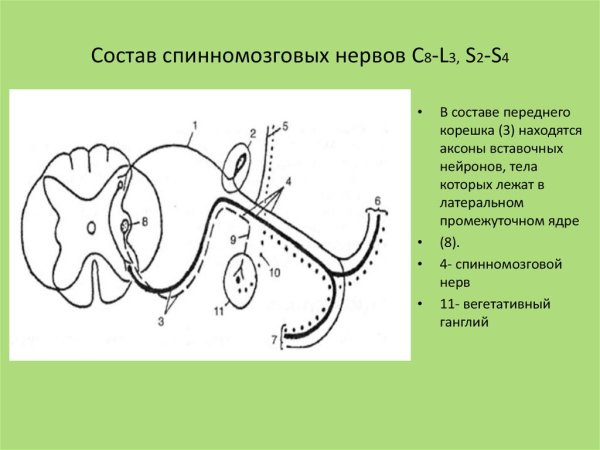 Состав спинномозговых нервов
