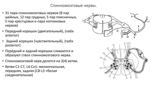 Схема строения спинномозгового нерва
