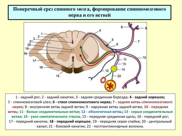 Спинной мозг строение поперечный срез