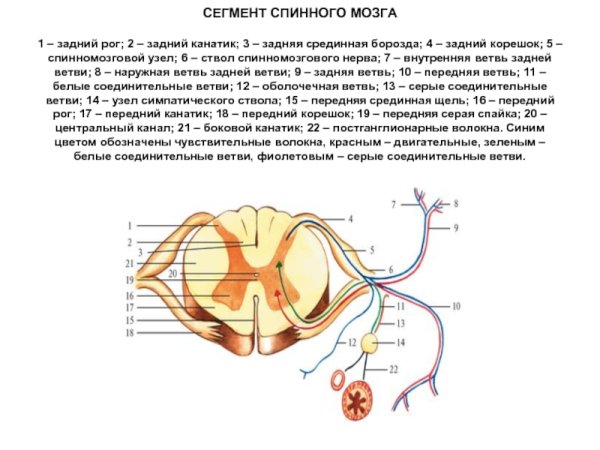 Схема спинномозгового нерва анатомия
