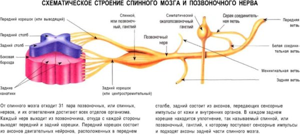 Схема спинномозгового нерва анатомия