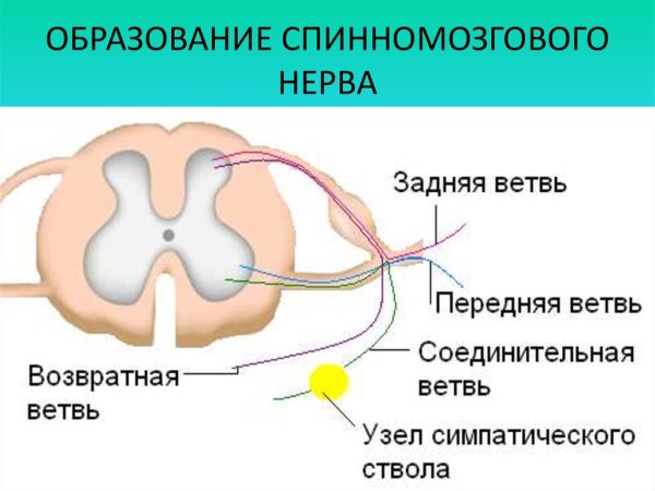 Менингеальная ветвь спинномозгового нерва