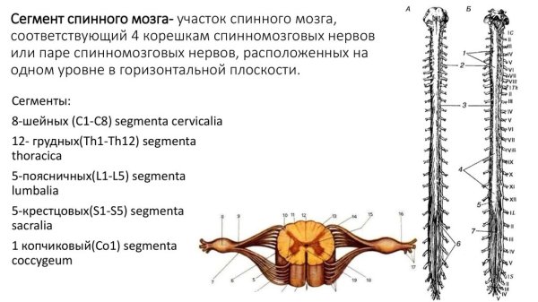 Корешки спинного мозга что это понятие