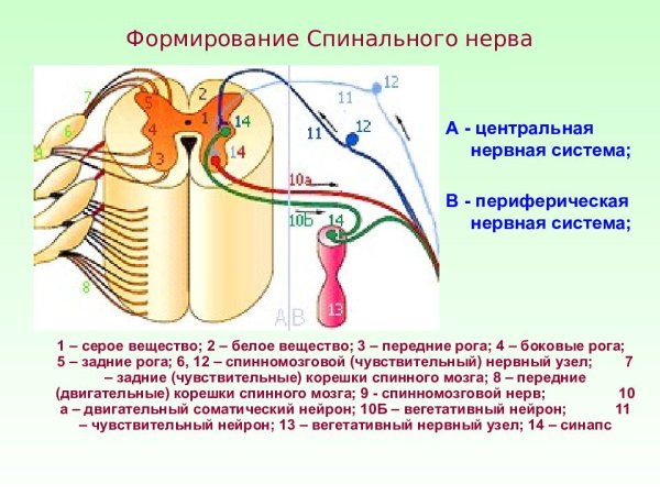 Спинальные нервы физиология