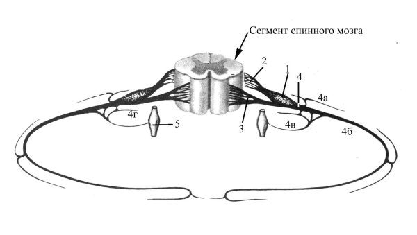 Схема сегмента спинного мозга