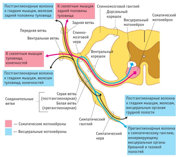 Образование спинномозговых нервов схема