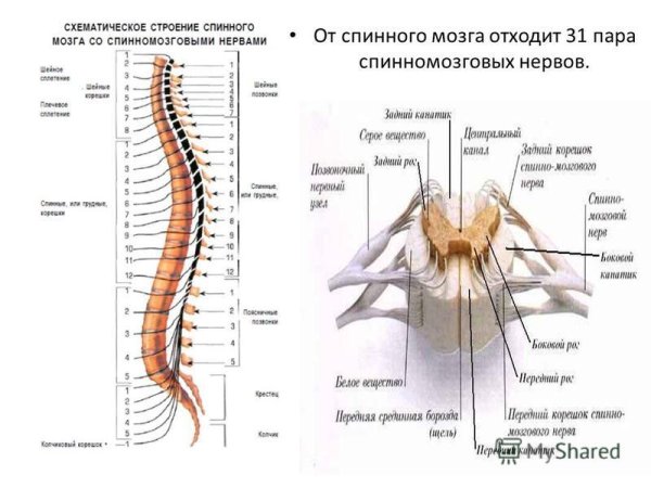 Строение спинного мозга внешнее строение