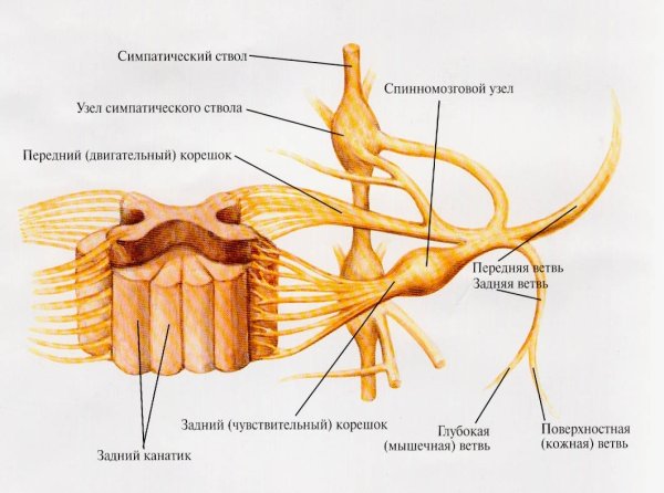 Строение ствола спинномозгового нерва
