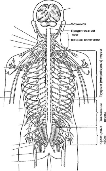 Строение спинномозгового нерва человека