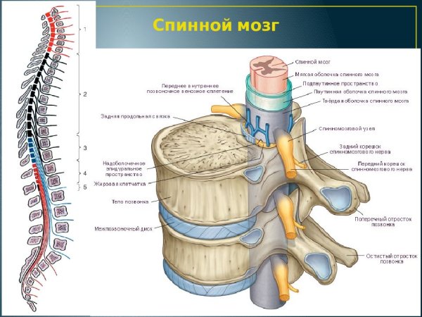 Строение Корешков спинного мозга