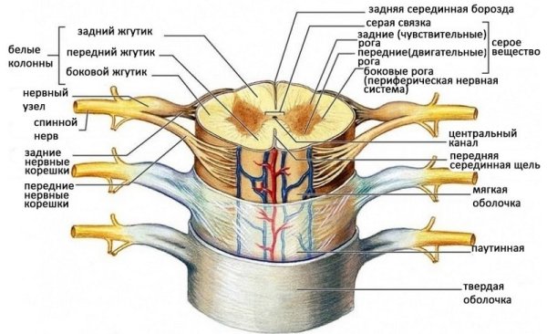 Схема формирования спинномозгового нерва