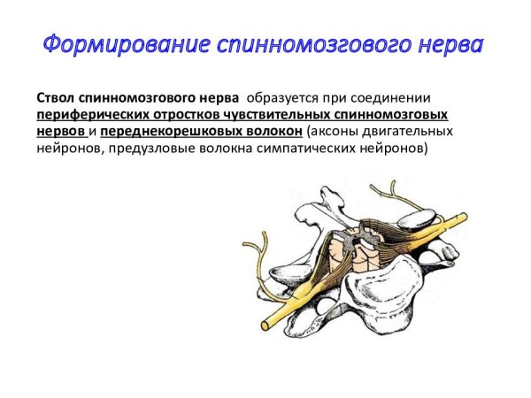 Строение спинного мозга корешки рога