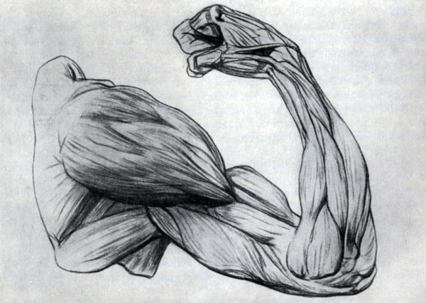 Зарисовка мышц