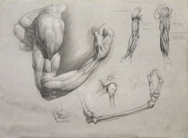 Баммес анатомия мышцы рук