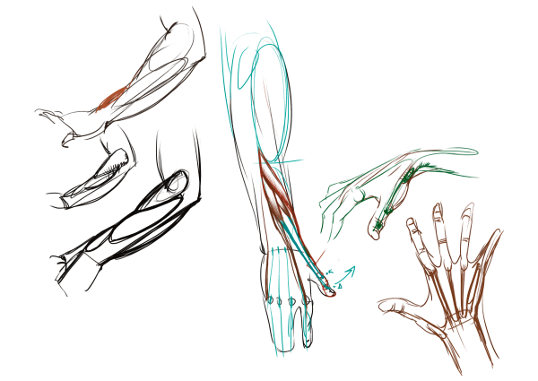 Александр Рыжкин пластическая анатомия стопы