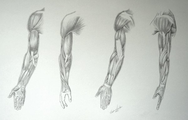 Мышцы рисунок