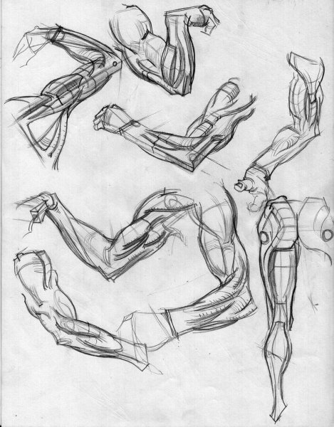 Анатомия предплечье референс