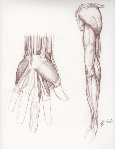 Мышцы предплечья референс