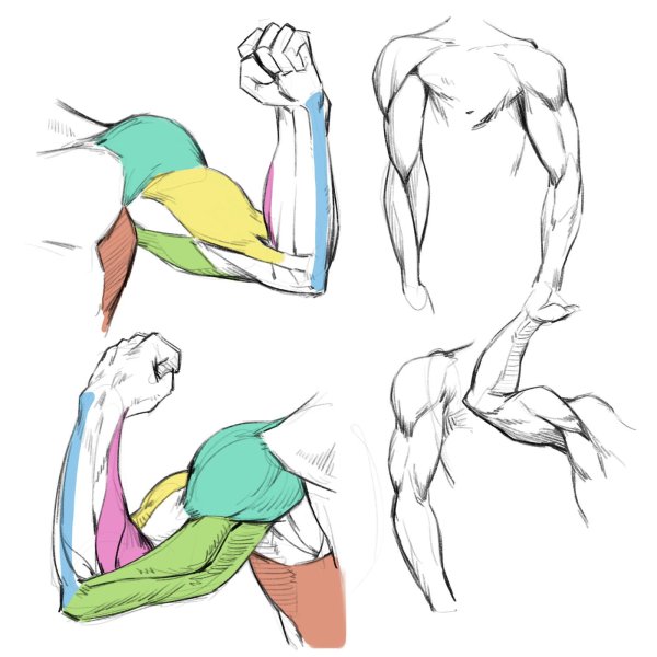 Мышцы рук для рисования