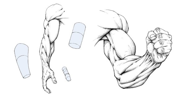 Мышцы рук для рисования
