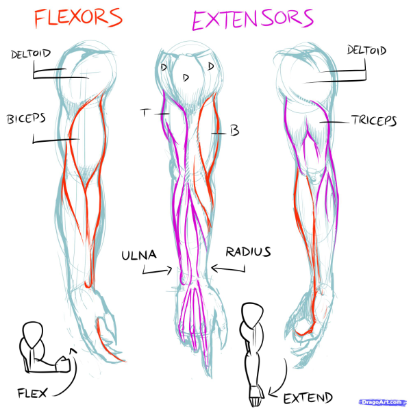 Бицепс анатомия для художников