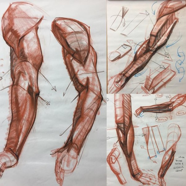 Мышцы человека Баммес