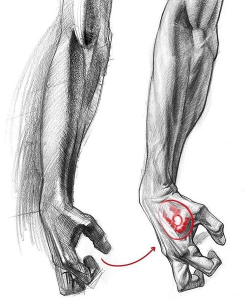 Мышцы предплечья пластическая анатомия