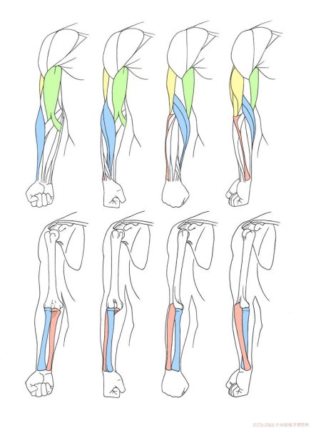 Реф руки человека анатомия