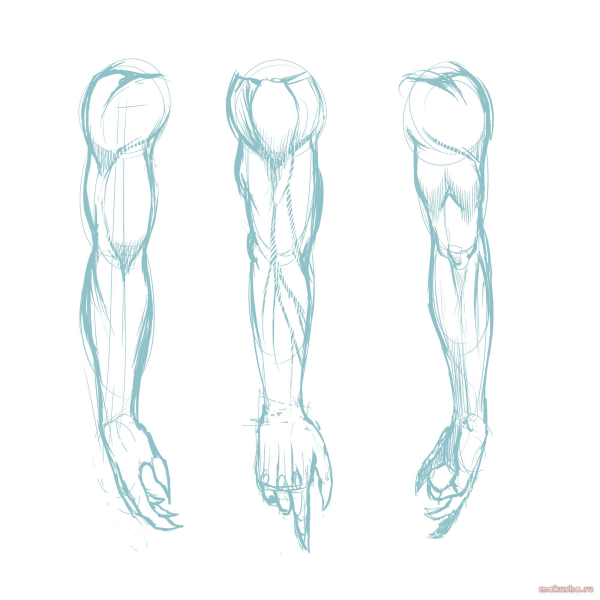 Мужская рука анатомия