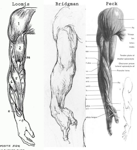 Мышцы руки анатомия