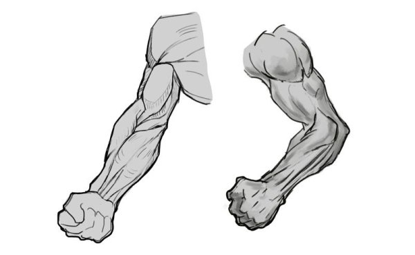 Референс предплечья сбоку