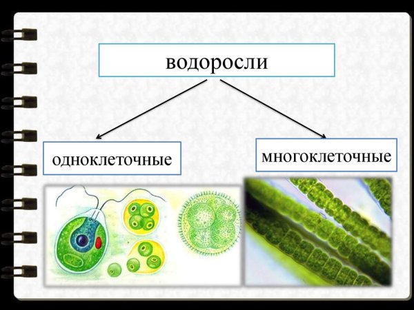 Одноклеточные и многоклеточные зеленые водоросли