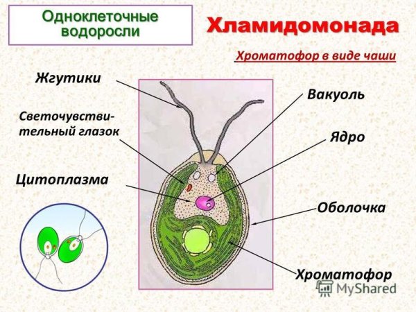 Схема строения клетки хламидомонады