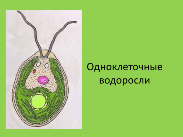 Хлорелла плеврококк