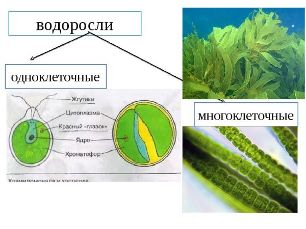 Водоросли зеленые одноклеточные и многоклеточные водоросли