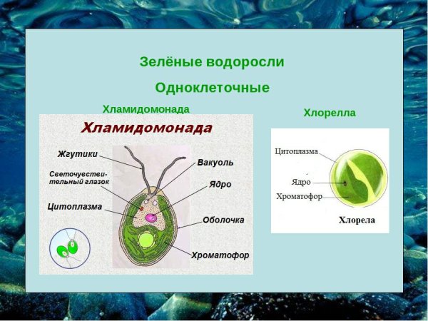 Одноклеточная водоросль хлорелла