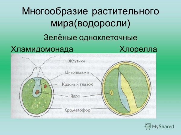 Строение одноклеточных зеленых водорослей
