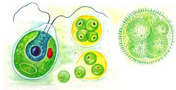 Одноклеточная зеленая водоросль хламидомонада